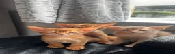 Abyssinian cats for sale: Abyssinian kittens  - Advert 10