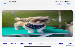Shih Tzu dogs for stud: Murphy  - Image 1