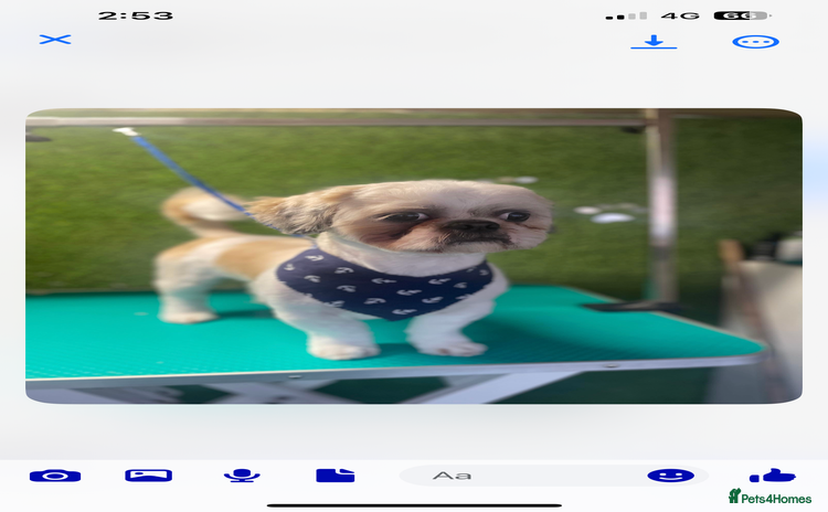 Shih Tzu dogs - Advert 2