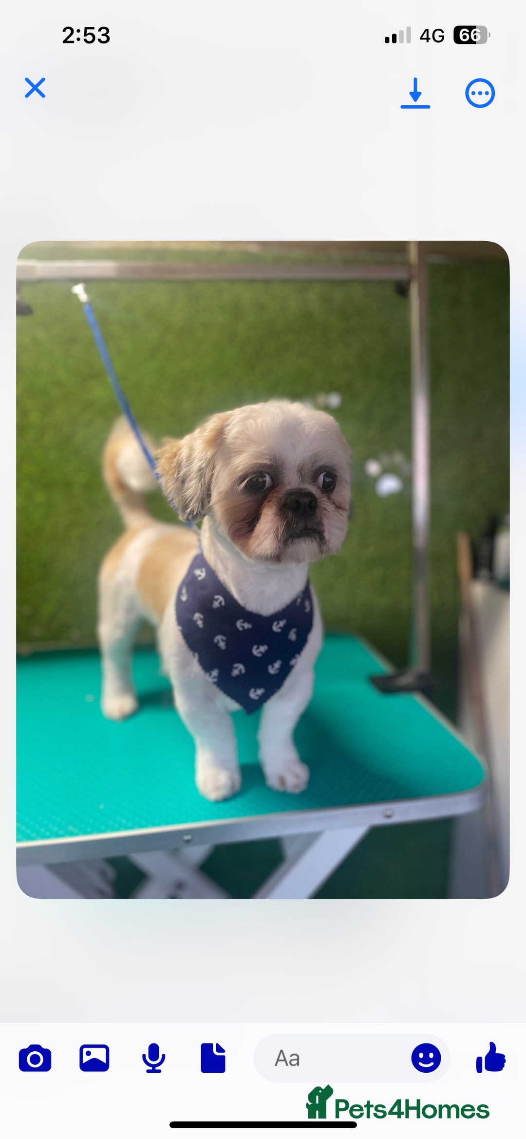 Shih Tzu dogs for stud: Murphy  - Image 1