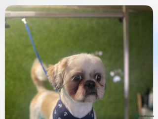 Shih Tzu dogs - Advert 10