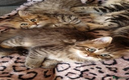 Perdoll cats for sale: Perdoll Kittens only boys - Image 7