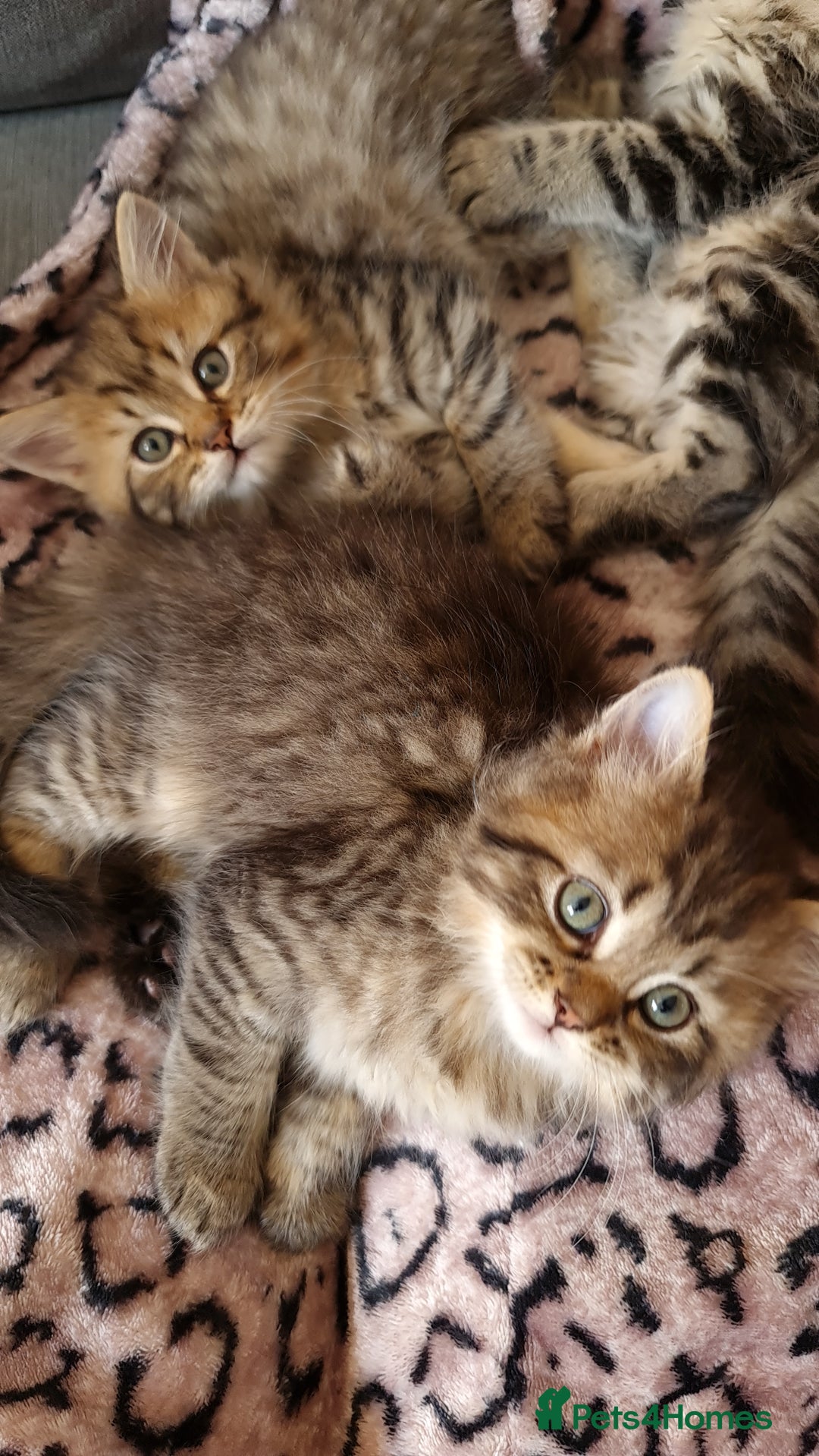 Perdoll cats for sale: Perdoll Kittens only boys - Image 7