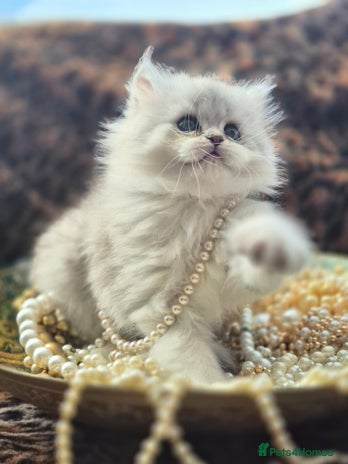 Sale female persian cat for sale Store Black Friday