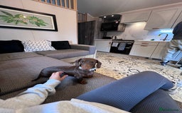 Miniature Dachshund dogs for sale: Miniature Dachshund - 11 months old  - Image 10