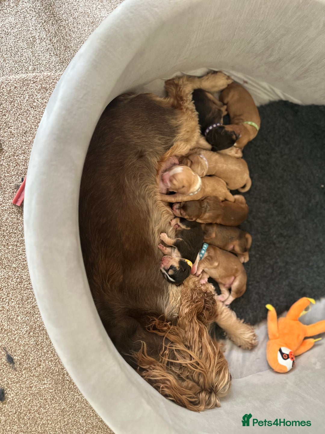 Cocker Spaniel dogs for stud: Working Cocker Spaniel at Stud (Proven) - Advert 11