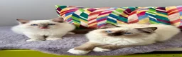 Ragdoll cats for sale: TICA registered ragdoll kittens - Advert 11