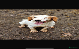 Cocker Spaniel dogs for sale: 5 gorgeous cocker spaniel puppies - Image 29
