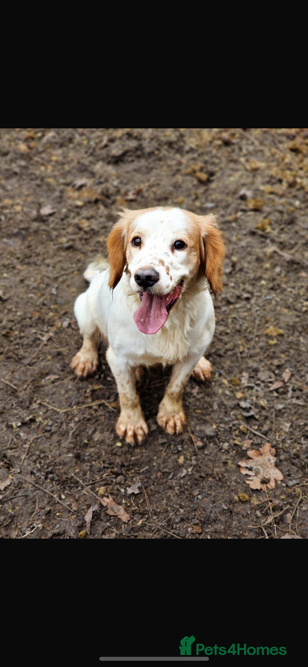 Cocker Spaniel dogs for sale: 5 gorgeous cocker spaniel puppies - Image 29