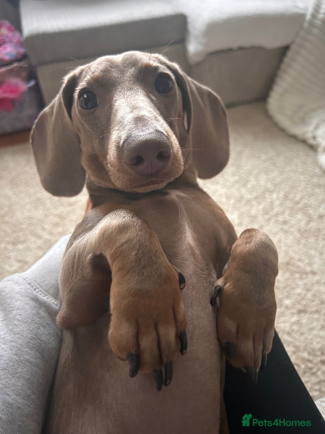 Dachshund dogs for sale: Isabella Tan Miniature Dachshund  - Advert 4