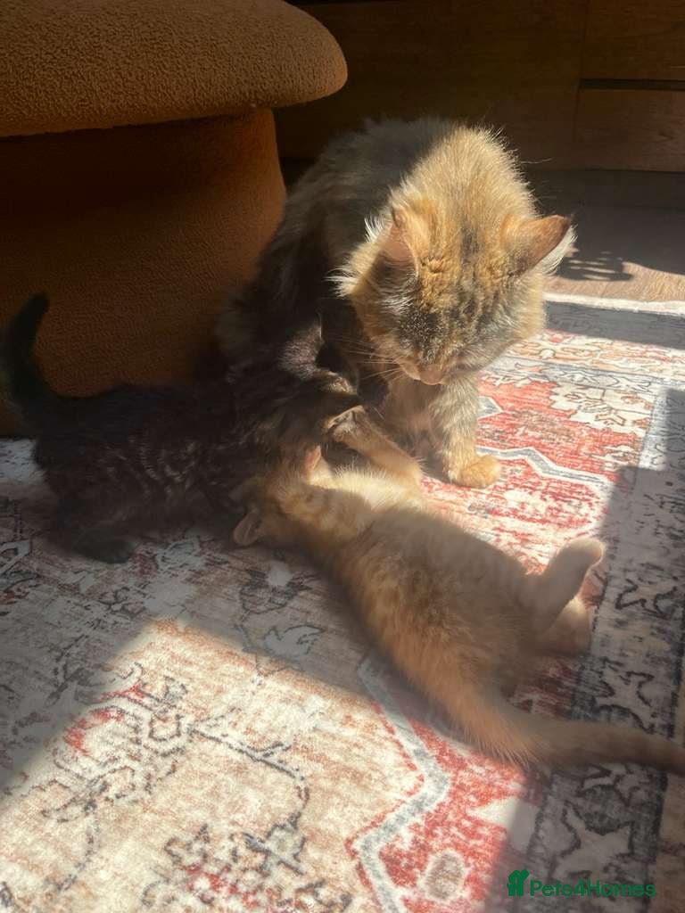 Maine Coon cats Half Main coon Long haired Tabby - Advert 1