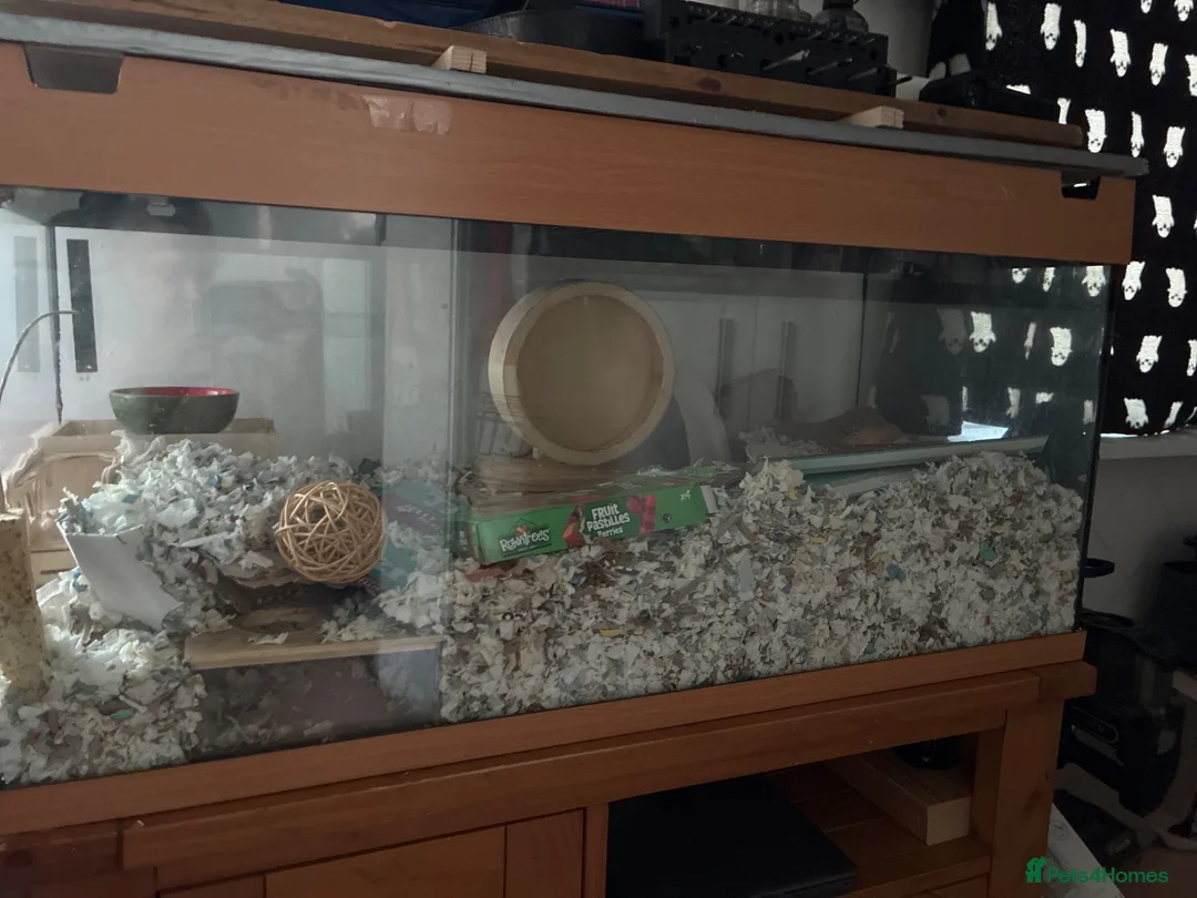 Gerbil rodents for sale: 3 gerbils needing a new home!  in Wallasey - Advert 1