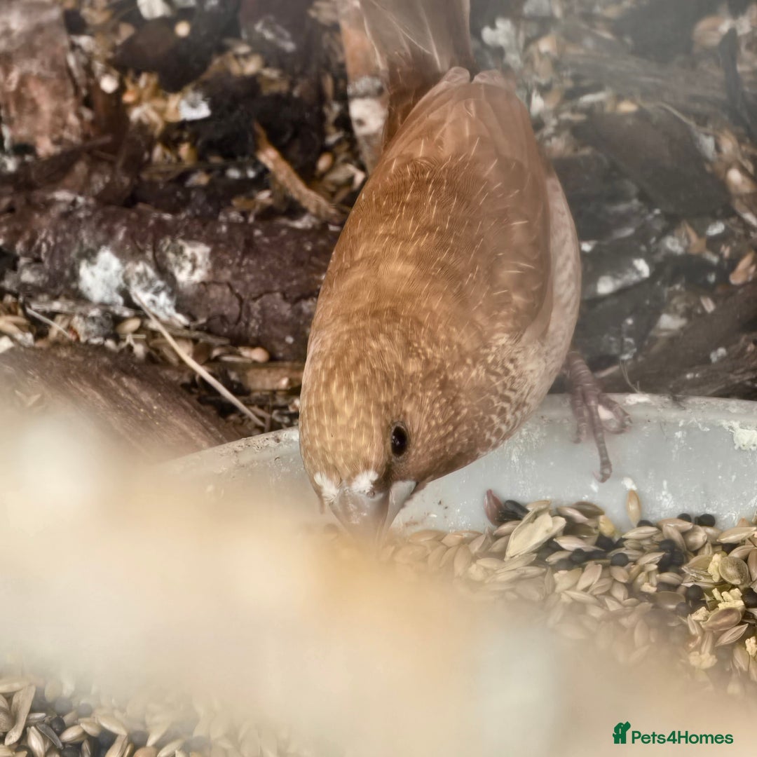 Finches birds for sale: 4 bengali finches  - Image 6