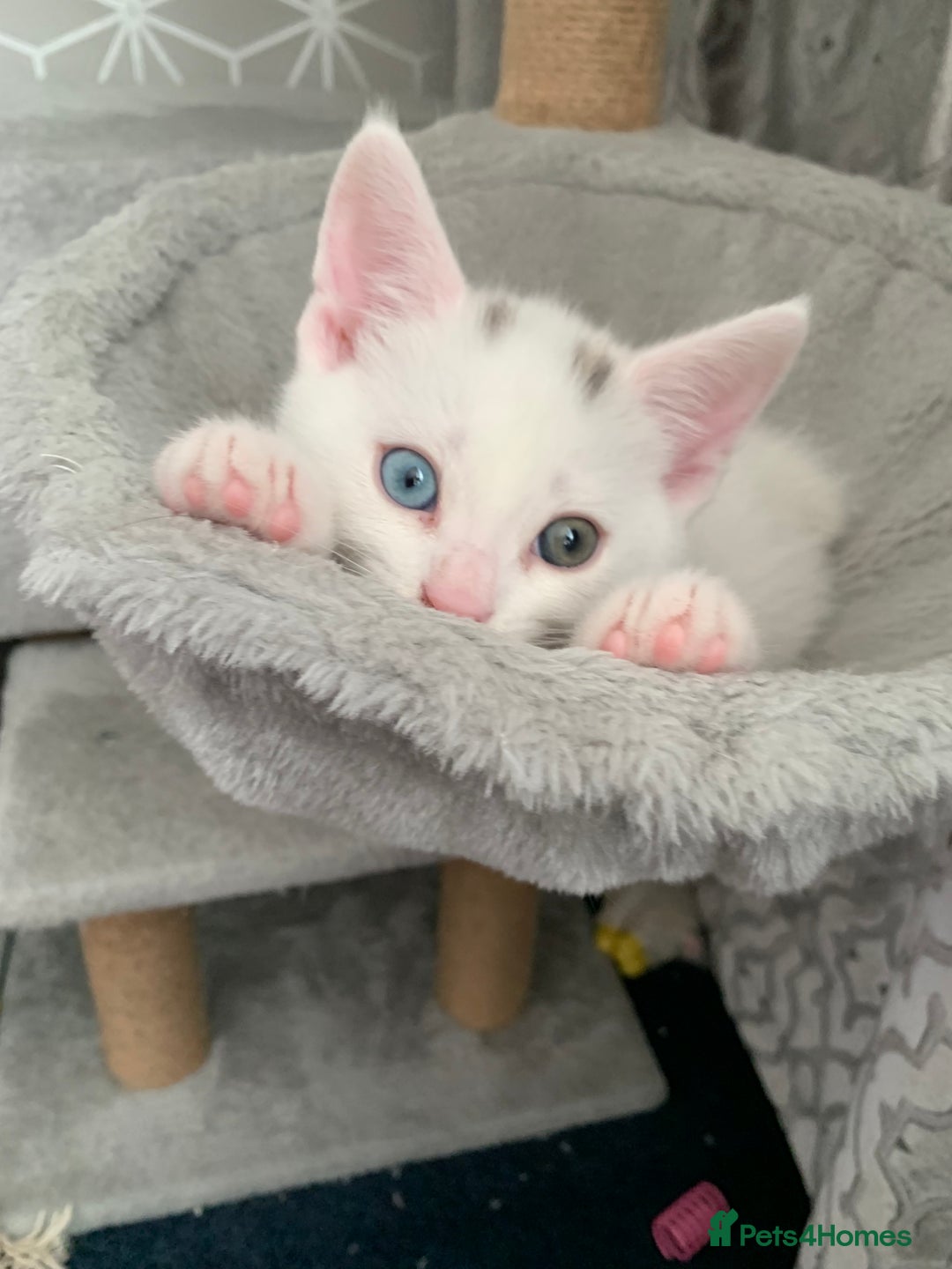 Turkish Angora cats for sale: Heterochromia Mixed Angora Male Kitten for sale - Advert 2