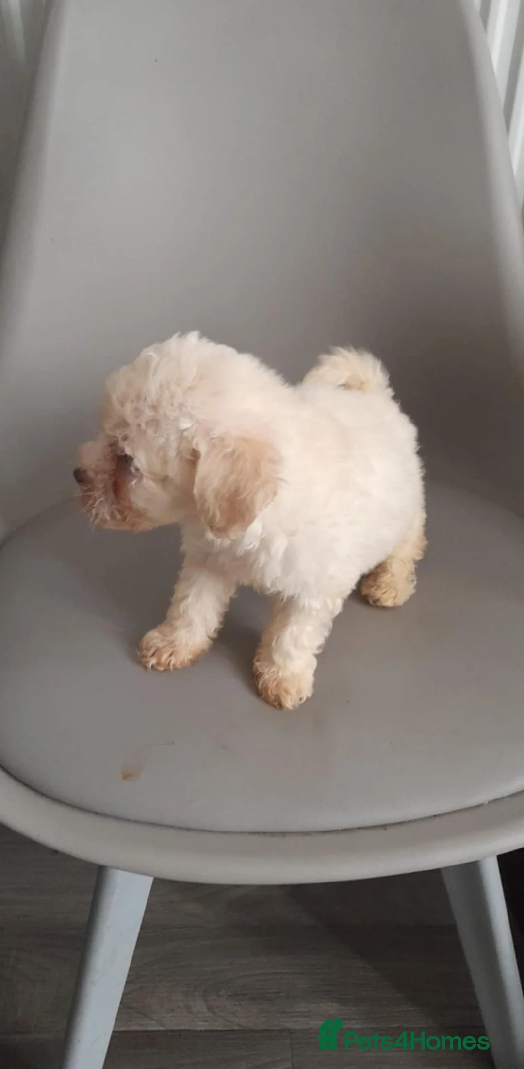 Mixed Breed livestock for sale: Bichon frize in Birmingham - Advert 5