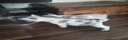 French Bulldog dogs for sale: Stunning Husky Koi French Bulldog Litter - Advert 18