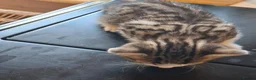 Mixed Breed cats for sale: Beautiful kittens - Advert 1