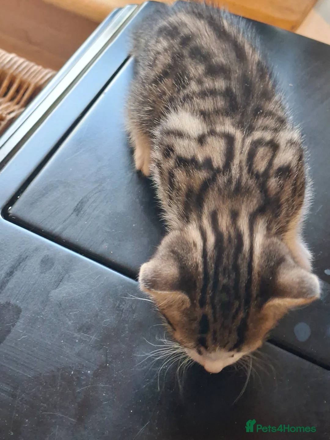 Mixed Breed cats for sale: Beautiful kittens - Advert 1