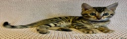 Bengal cats for sale: Bengal x Maine Coon Cross - Advert 11
