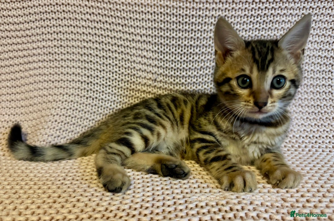 Bengal cats for sale: Bengal x Maine Coon Cross - Advert 11
