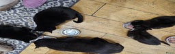 Mixed Breed cats for sale: Black and black and white BSH mix DSH - Advert 4