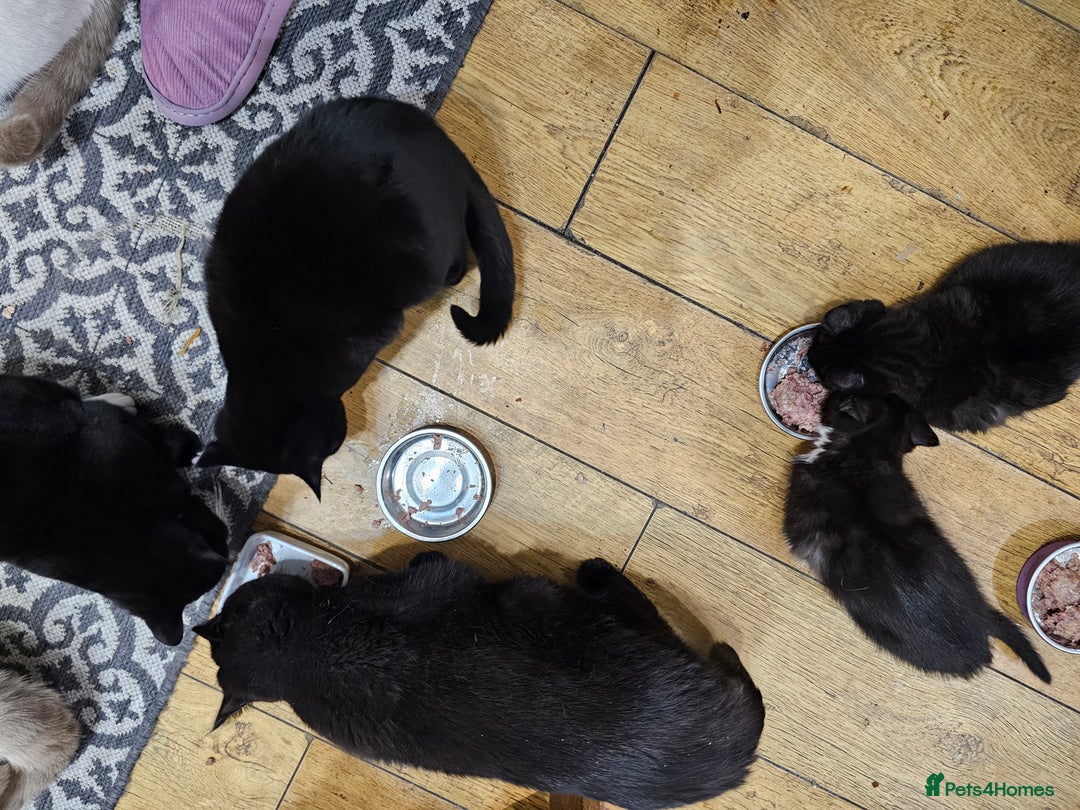 Mixed Breed cats for sale: Black and black and white BSH mix DSH - Advert 4