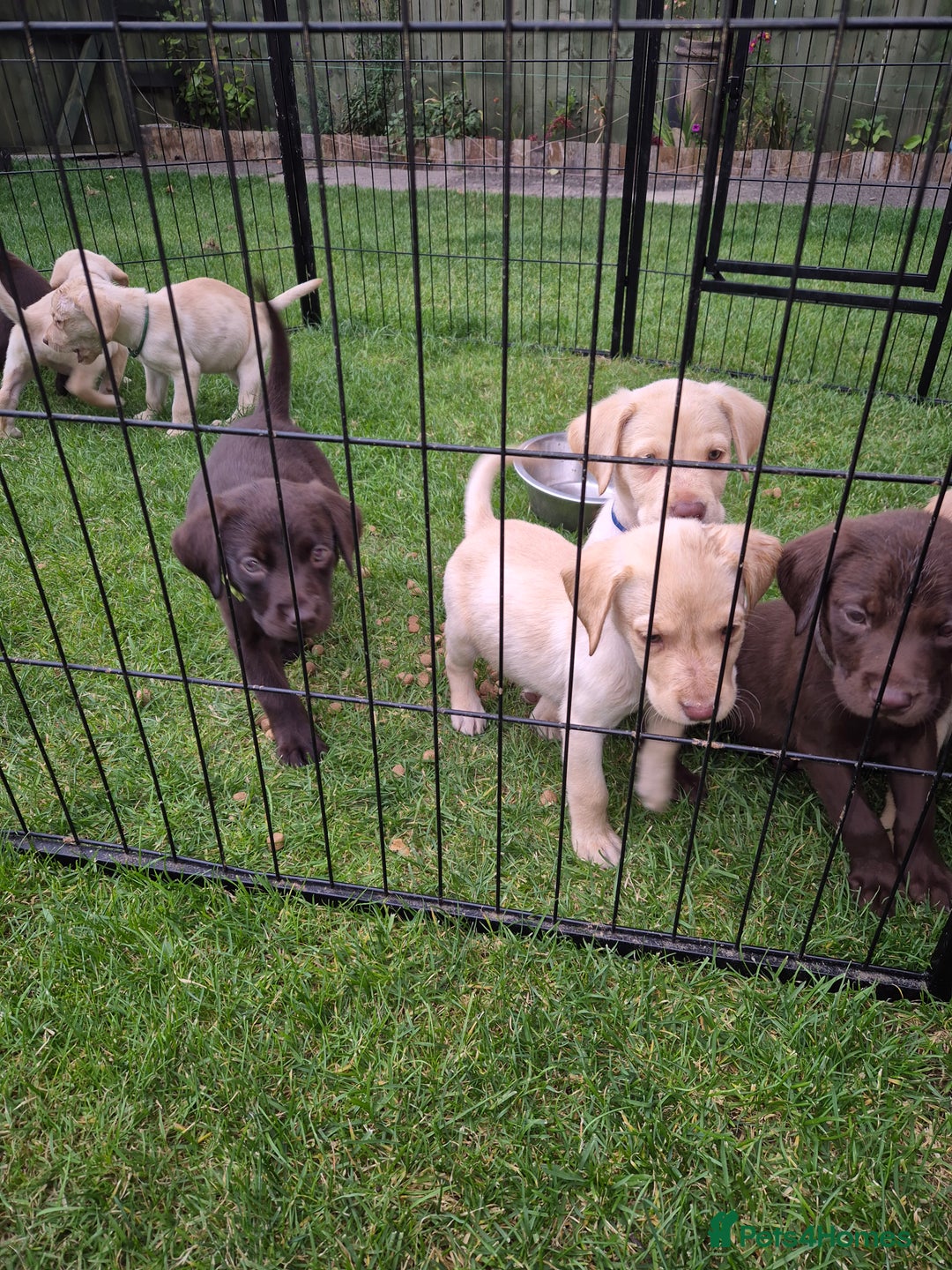Labrador Retriever dogs for sale: Labrador puppys ready to leave  - Image 10