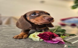 Dachshund dogs for sale: READY TO LEAVE Miniature dachshund puppies PRA CLR - Image 10