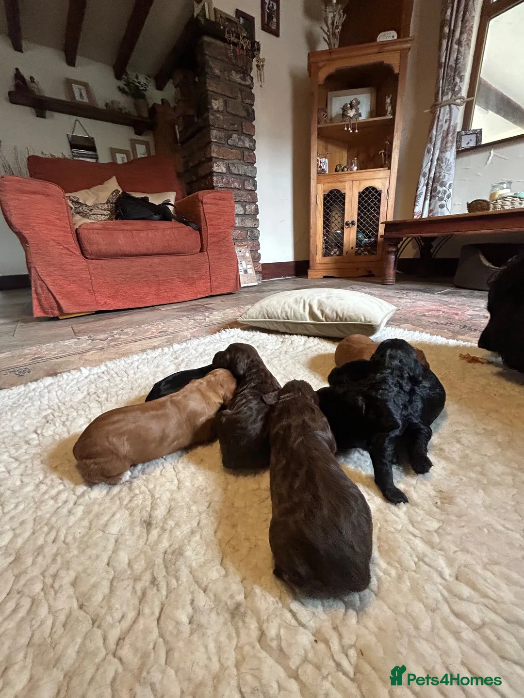 Cocker Spaniel dogs for sale: Working cocker spaniels - Advert 11