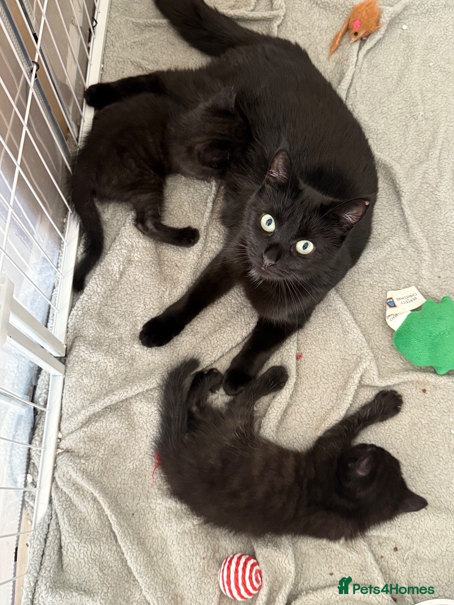 Domestic Shorthair cats 2 female kittens  - Advert 1