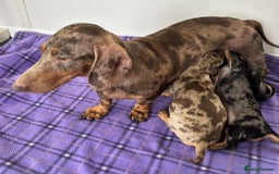 Dachshund dogs for sale: Dachshund puppy’s  - Image 6