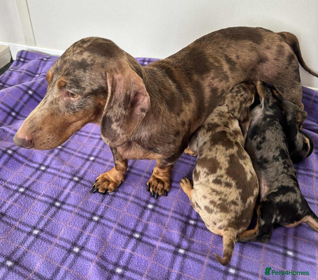 Dachshund dogs for sale: Dachshund puppy’s  - Image 6