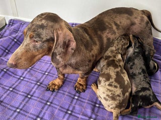 Dachshund dogs - Advert 12