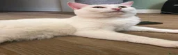 Turkish Angora cats for sale: Most affectionate cat for rehome - Advert 3