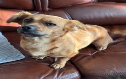 Mixed Breed dogs for adoption: Lovely Luna looking for LOVE - Image 3
