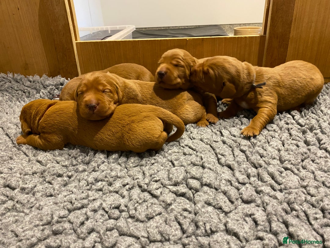 Labrador Retriever dogs for sale: Outstanding quality Darkest Fox Red Labrador pups - Advert 3