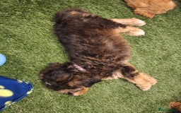 Cockapoo dogs for sale: 🐾STUNNING F1 COCKERPOOS HEALTH TESTED PARENTS 🐾 - Image 22