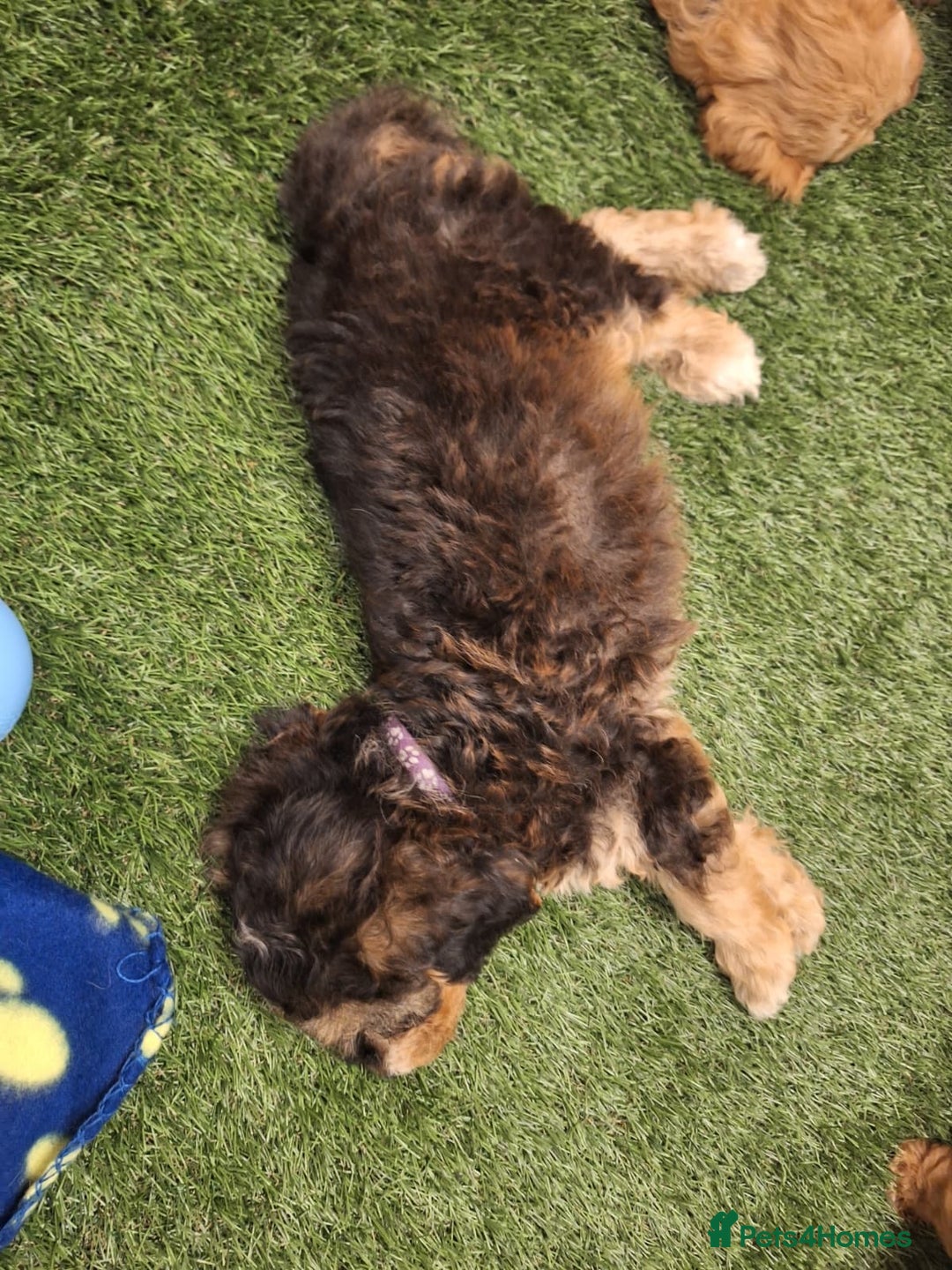 Cockapoo dogs for sale: 🐾STUNNING F1 COCKERPOOS HEALTH TESTED PARENTS 🐾 - Image 22