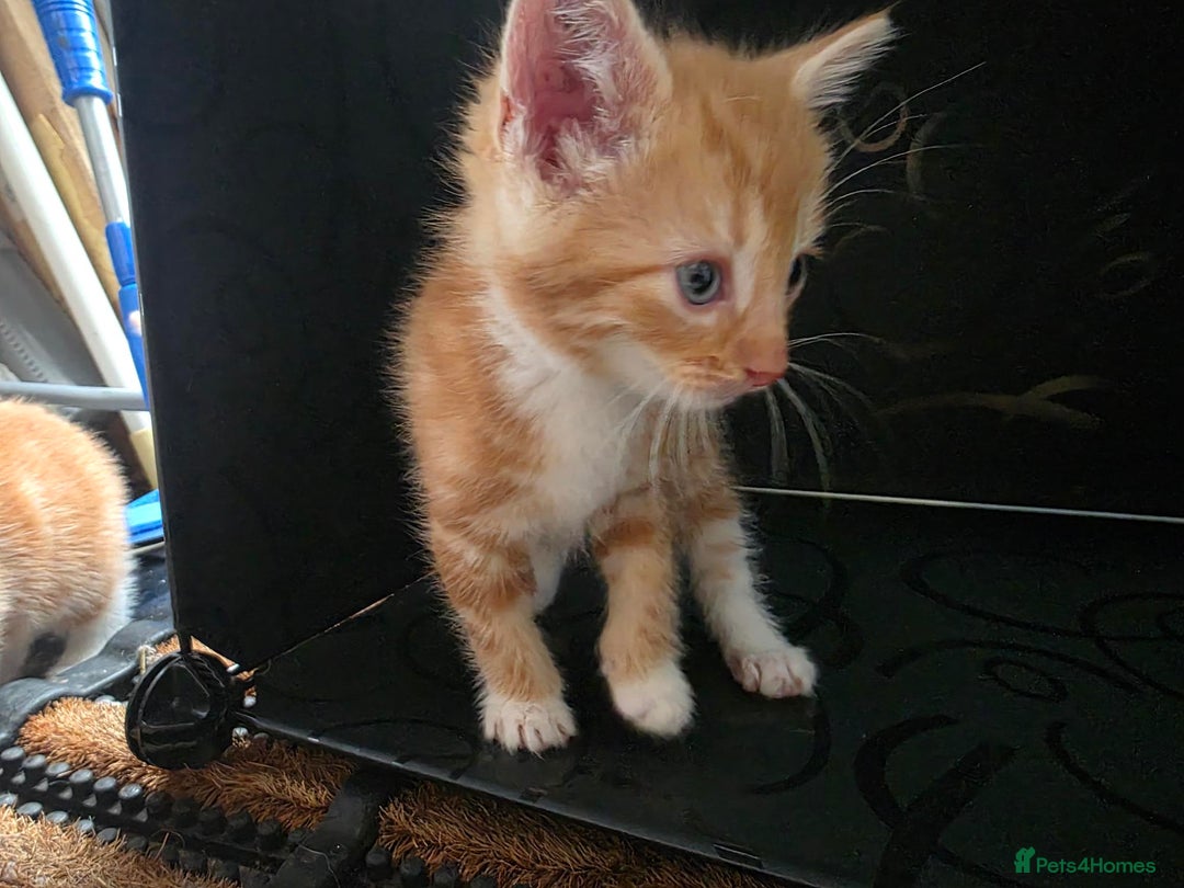 British Shorthair cats for sale: Rare ginger females. 1 male. British shorthair - Advert 36