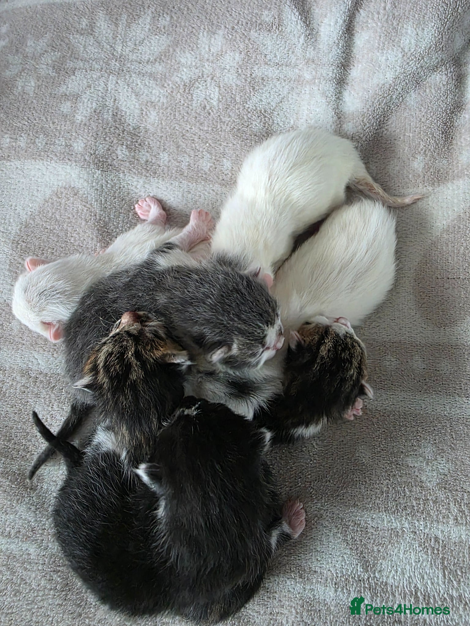 Mixed Breed cats Your New Best Friend is Waiting🐈‍⬛ - Advert 1