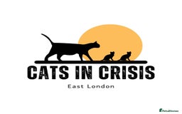 Domestic Shorthair cats for adoption: Meet Ella, Ray, Otis and Marvin 🖤  - Image 6