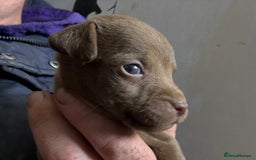 Patterdale Terrier dogs for sale: #Sold# Quality Patterdale Terrier Pups - Image 12