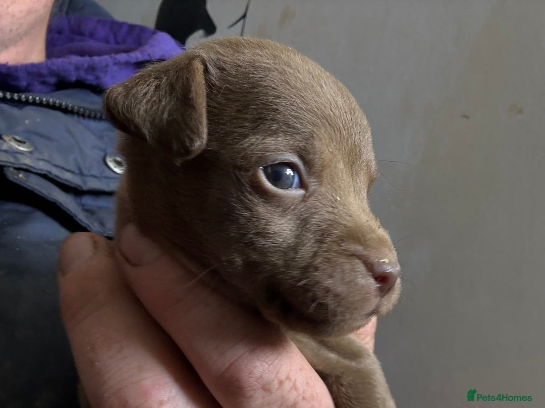 Patterdale Terrier dogs for sale: #Sold# Quality Patterdale Terrier Pups - Image 12