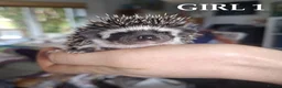 Pygmy Hedgehog rodents for sale: Pygmy hedgehogs, one boy two girls - Advert 5