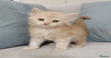 Maine Coon cats - Advert 3