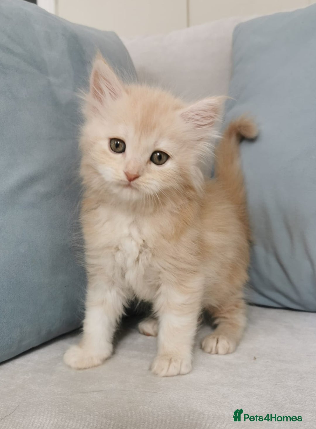 Maine Coon cats for sale: Big Chunky Maine Coon Kittens - Image 19