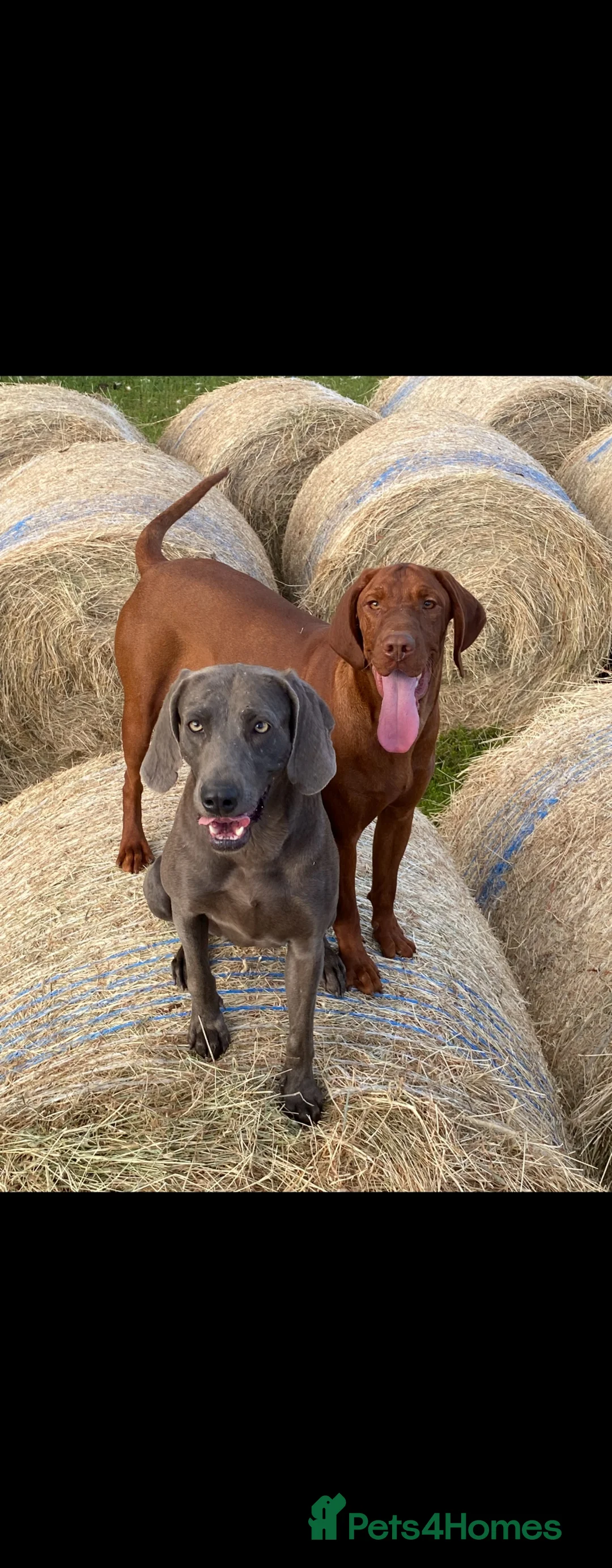 Hungarian Vizsla dogs for sale: 🏆🇭🇺 KC Registered fully trained HungarianVizsla - Advert 13