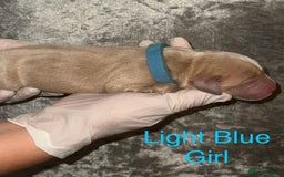 Labrador Retriever dogs for sale: Stunning Labrador Puppy's ( 4 girls, 3 boys ) - Image 11