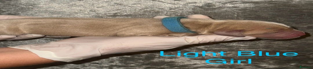 Labrador Retriever Girl - Light Blue