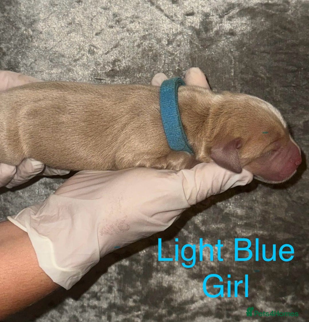 Labrador Retriever dogs for sale: Stunning Labrador Puppy's ( 4 girls, 3 boys ) - Image 11